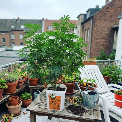 Grow Bucket Living Soil organic